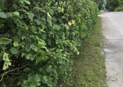 Pensasaidan siistiminen